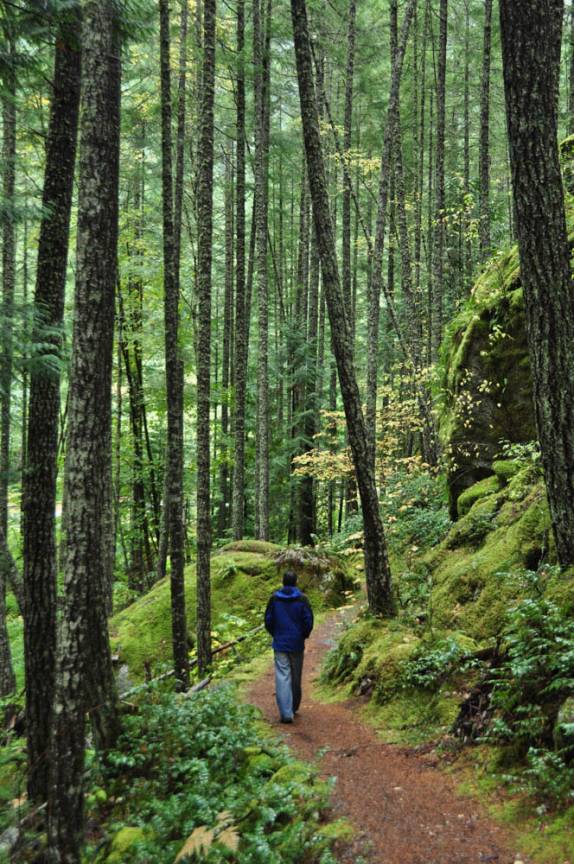 Pequena trilha na mata do North Cascades National Park, no estado de Washington, noroeste dos  Estados Unidos